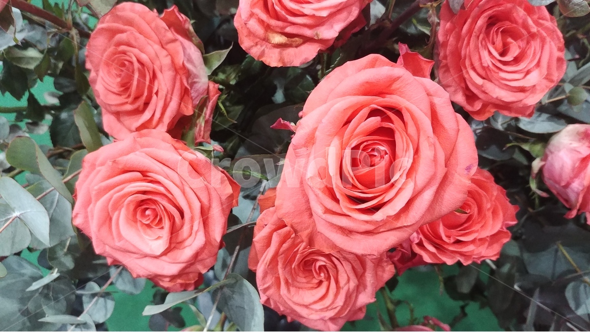 꽃,flower,rose,장미,장미꽃,샘페인핑크,여름,여름꽃,6월의꽃,6월,핑크,pink,flowers,식물,plants,식물,자연,plants,nature,꽃,flower