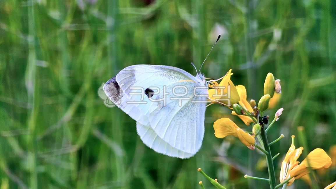 배추흰나비,나비,유채꽃,식물,곤충,꽃,gardenwhite,cabbagewhite,butterfly,rapeblossoms,flower,plant,insect