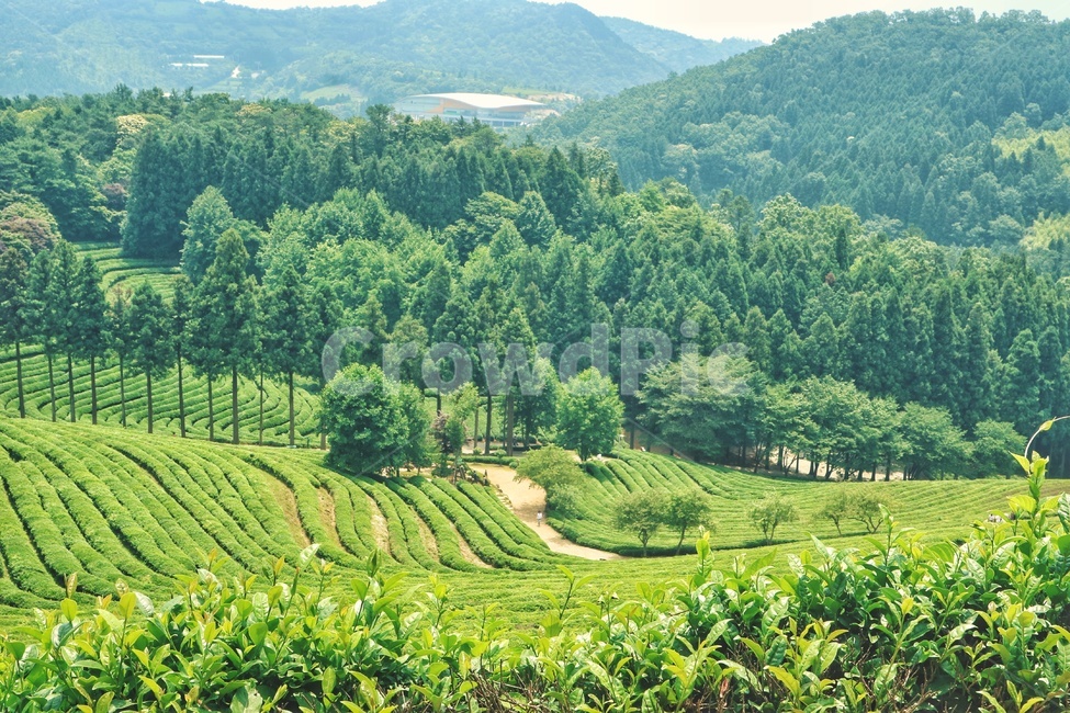 보성,녹차밭,풍경,자연,landscape,nature,자연,풍경,nature,landscape,한국자연풍경,한국자연경관,korea nature landscape,감성,sensible,feeling,휴식,힐링,rest,relaxation,healing,outdoors,옥외