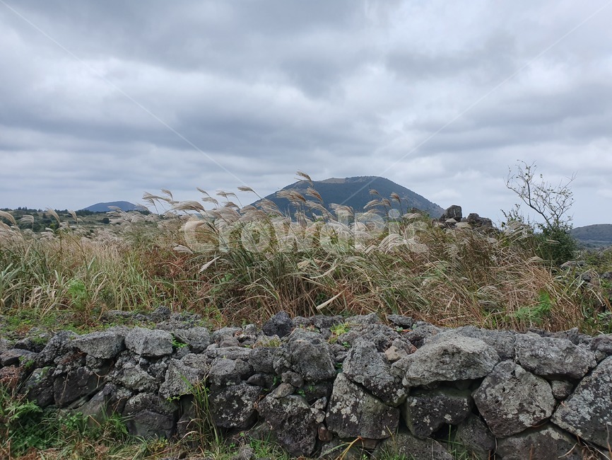 wall,벽,rubble,파편,돌,돌맹이,돌벽,돌담,제주도돌담,흐린날씨,sky,갈대
