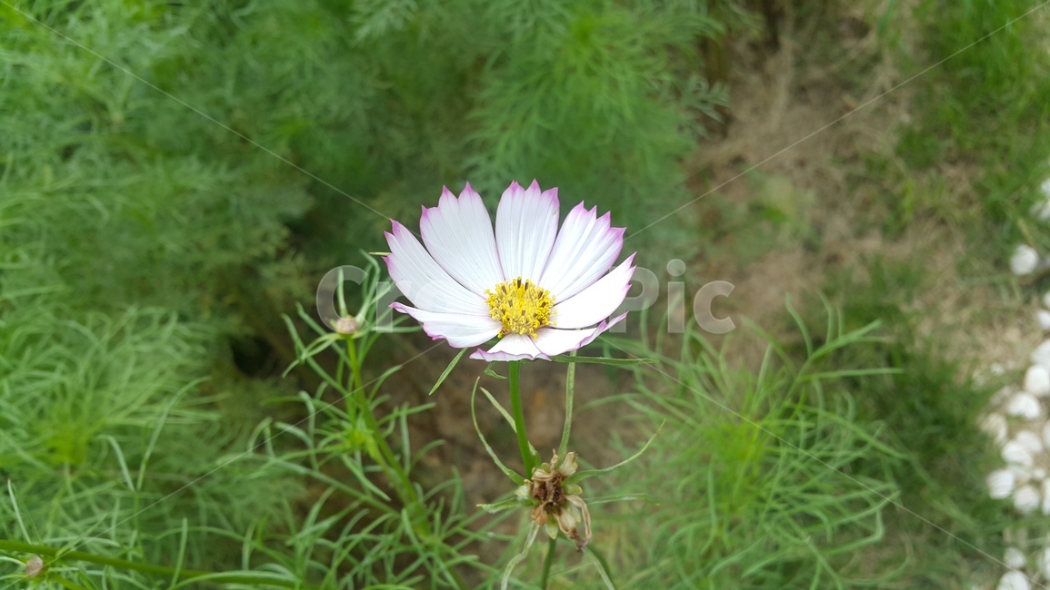 가을,코스모스,꽃,초록,flower,계절,접사,식물,자연,plants,nature