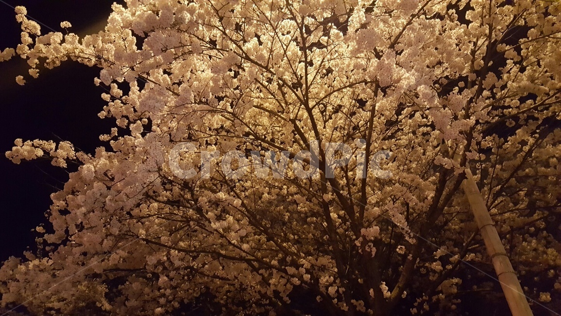봄,벚꽃,저녁,시작,나무,꽃,힐링,조명