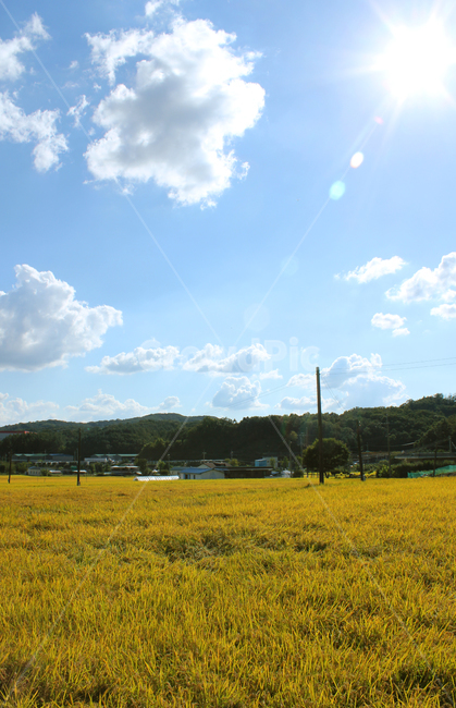 asia,autumn,blue,cloud,clouds,country,countryside,day,fall,farm,farming,field,food,gold,golden,goldenrice,goldenricefield,road,way,soilroad,sandroad,street,하늘,구름,파란하늘,시골,농촌,농사,벼농사,벼,쌀,쌀농사,금색,노란색,노란들판,grain,korea,황금색,황금들판,산,길,도로,시골길,산책로,흙길,전봇대,한국,아시아,가을,이천,경기도,land,landscape,mountain,natural,nature,organic,paddy,plant,rice,sky,sunny,village,yellow,스카이,파랑,블루,파란색,흰구름,뭉게구름,먼산,자연,풍경,논,농작물,들판,황금들녘,농업,농사,agriculture,farming,farming industry