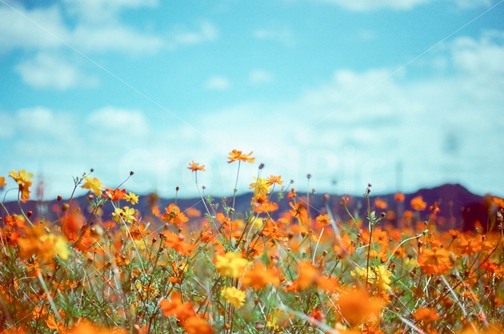 sky,film photography,petal,green,nature,autumn,Cosmos,Orange,flower