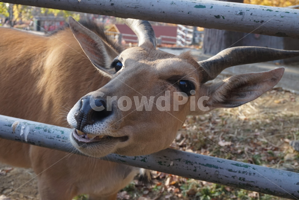 사슴,뿔,웃는얼굴,미소,행복,동물,animal,포유류,mammal