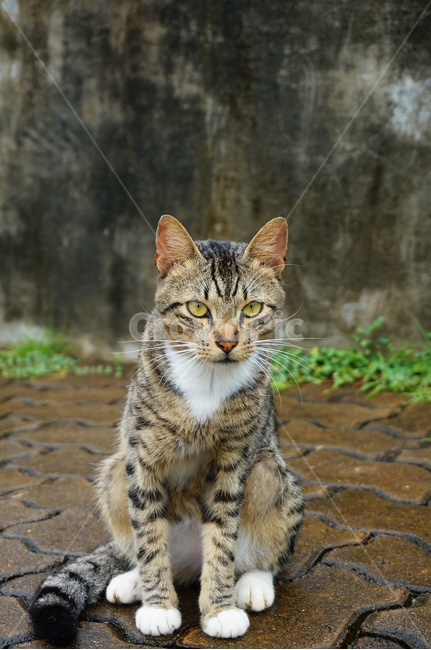 동물,cat,고양이,pet,아메리칸숏헤어,동물,animal,포유류,mammal,고양이,cat,kitten,kitty