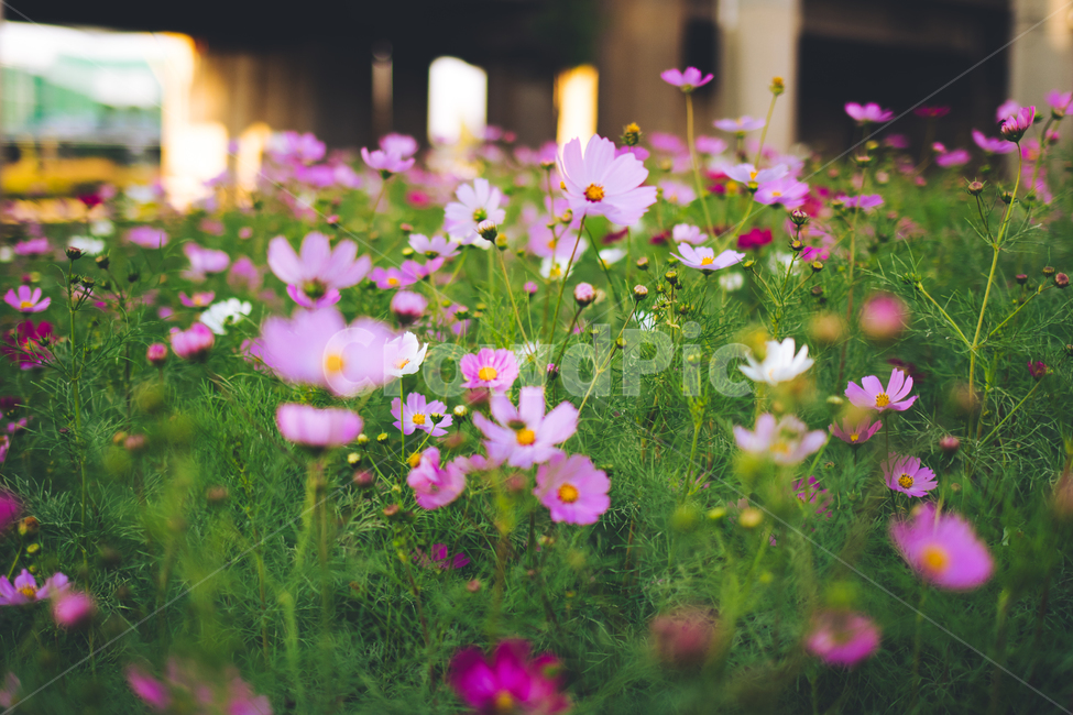 코스모스,가을꽃,코스모스꽃밭,꽃밭,가을,가을풍경,fall,autumn,cosmos,flower,분홍코스모스,안양천,강변,자연,nature,landscape,가을,계절,fall,autumn,season,식물,자연,plants,nature,꽃,flower,blossom,geranium,제라늄,plant