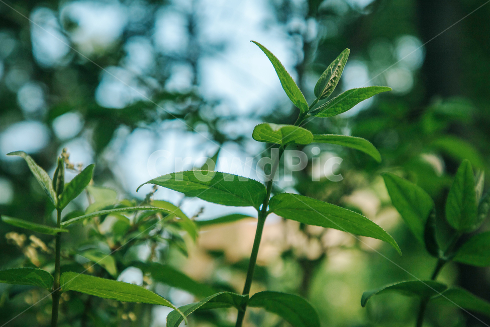 나무,풀,초록,잎,나뭇가지,자연,여름,잎사귀,그린,green,nature,tree,plant,식물,자연,plants,nature