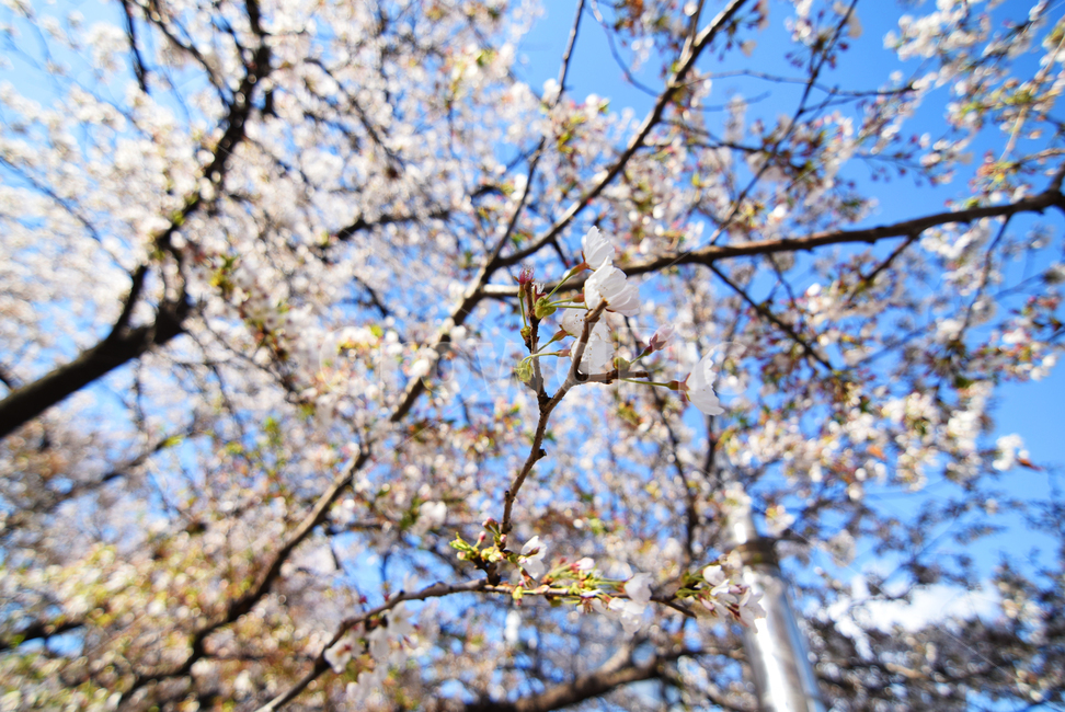 봄,벚꽃,꽃,야외,화창,하늘,나무,식물,소풍,풍경,봄,계절,spring,season