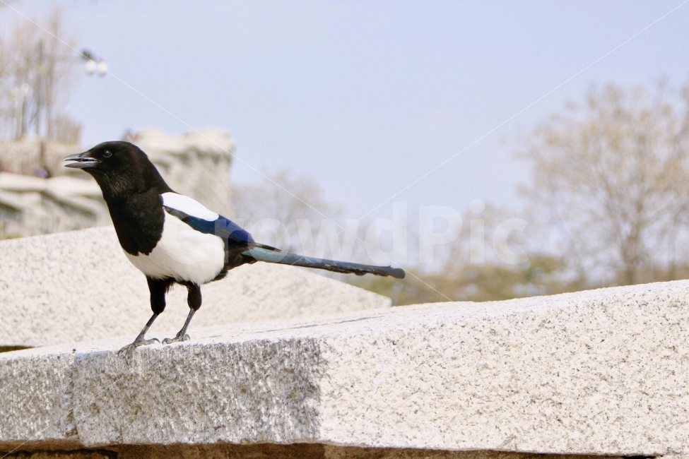 풍경,landscape,새,bird,까치,벽돌,하늘,sky,동물,animal,조류,새,birds