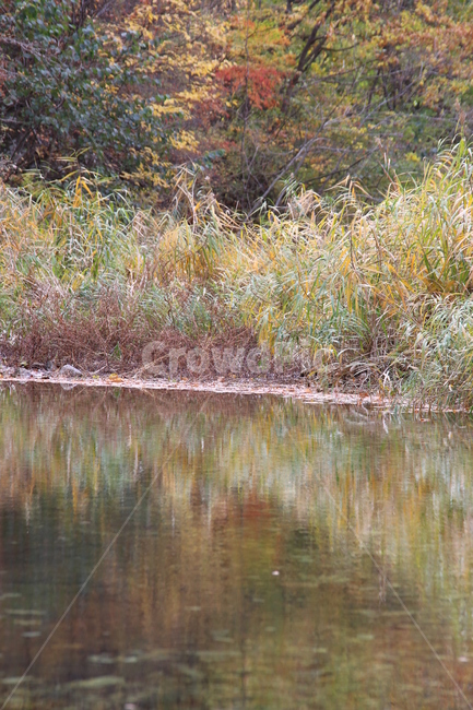 빨강,가을,잎,가을색,풍경,가을,계절,fall,autumn,season,nature,자연,outdoors,옥외,land,땅,water,물