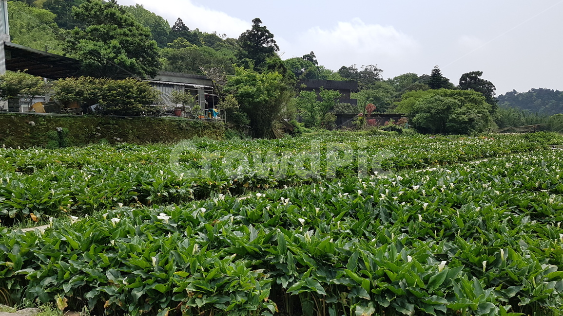 양명산,풍경,산,하늘,대만