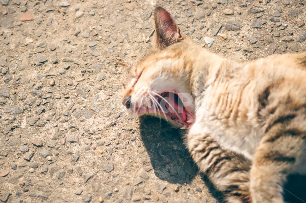 고양이,길고양이,cat,동물,animals,냐옹이,귀여움