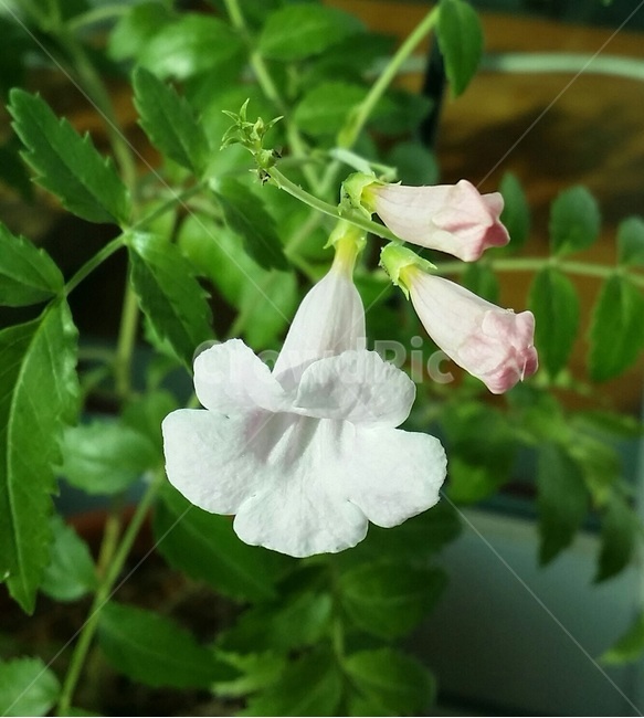 흰꽃,봄,초록,한송이,flower,식물,자연,plants,nature,꽃,flower