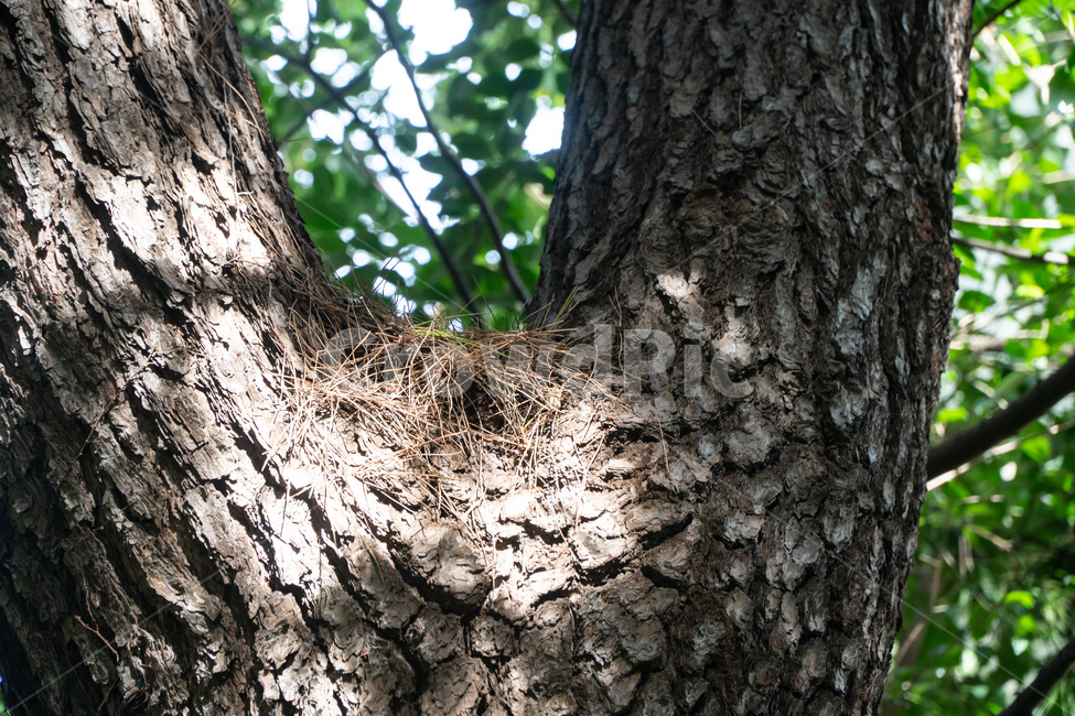 새집,둥지,새,집,품,나무,나뭇가지,식물,자연,plants,nature,나무,trees,wood
