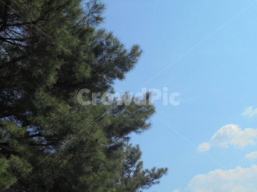 자연,자연물,나무,구름,nature,sky,자연,풍경,nature,landscape,tree,plant,식물,fir,전나무