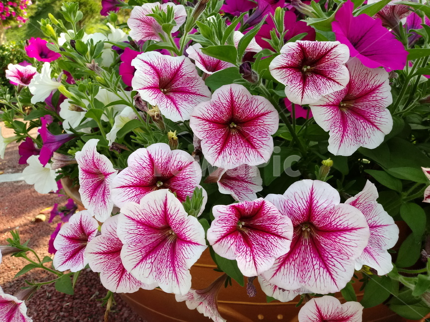 페튜니아,꽃,식물,flower,plant,commongardenpetunia,가지과,한해살이풀,식물,자연,plants,nature,꽃,flower