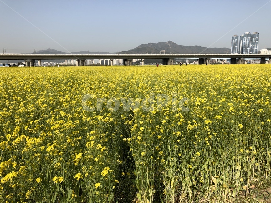 유채꽃,꽃,유채꽃축제,노랑,풍경,자연,봄,4월,부산,대저생태공원,노란꽃,봄,계절,spring,season,field,들,outdoors,옥외,grassland,목초지,nature,meadow,farm,농장,rural,농촌