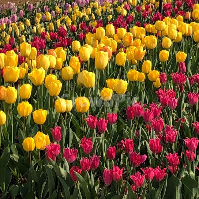 flower,꽃,식물,튤립,blossom,식물,자연,plants,nature,꽃,flower