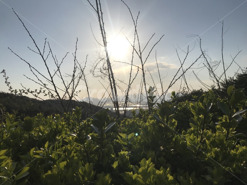 나무가지,풀,해,역광,낙동강,자연,풍경,nature,landscape,outdoors,옥외,flare,플레어,light,빛,grass,잔디,plant,식물