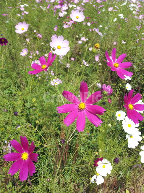 시골길,코스모스,길가코스모스,가을,가을시골길,식물,자연,plants,nature,꽃,flower