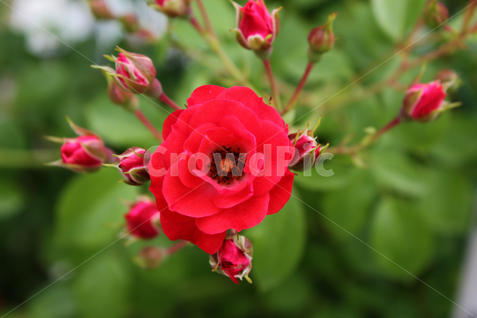 장미,장미꽃,빨간장미,빨강,red,rose,사랑,로맨스,장미넝쿨,love,식물,정원,야외,봄,한국,5월,자연,bush,day,fresh,green,spring,plant,그린,녹색,꽃봉우리,식물,자연,plants,nature,꽃,flower
