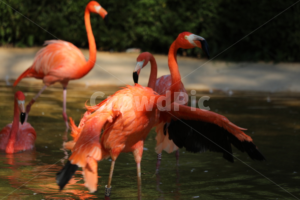 홍학,분홍,조류행복,대공원,물,동물,animal,조류,새,birds