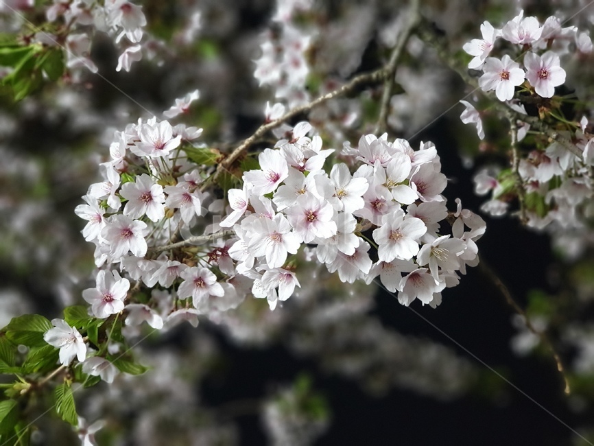 꽃,blossom,flower,벚꽃,plant,식물,자연,plants,nature,꽃,flower