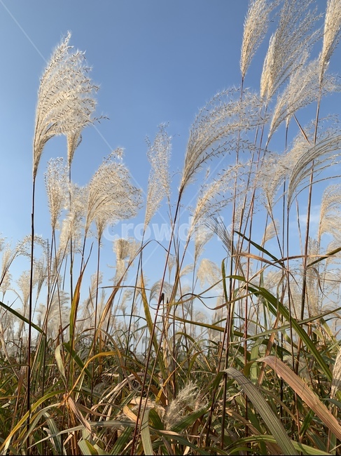식물,plant,reed,갈대,억새,가을,계절,fall,autumn,season,grass,잔디,lawn