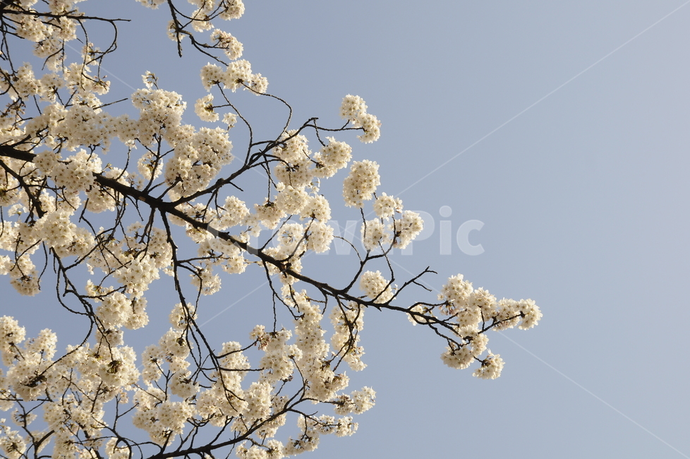 벚꽃,사쿠라,소풍,봄,나들이,자연,봄나들이,꽃송이,꽃,식물,plant,flower,blossom