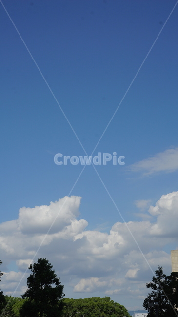 하늘,나무,구름,맑음,sky,tree,cloud