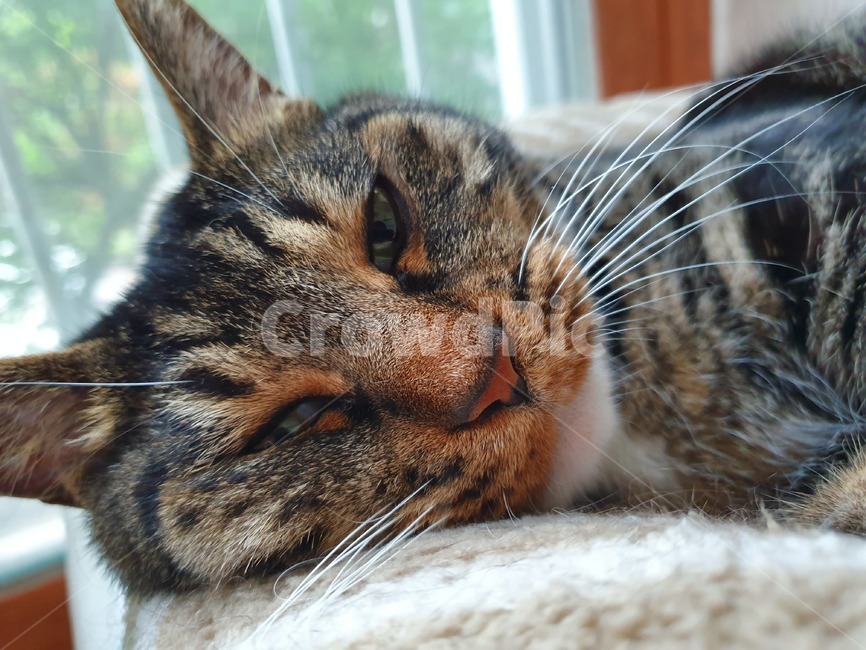낮,고양이,낮잠,오후,애완동물,반려동물