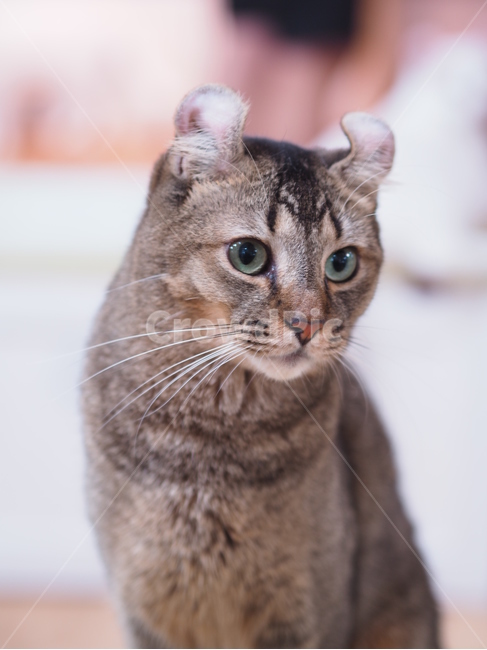 Meow,kitty,Pets,kitten,mammal,cat,cuteness,animal,butler,pet,Abyssinian Curl