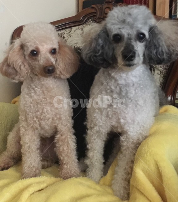 강아지,푸들,애완동물,반려견,동물,개