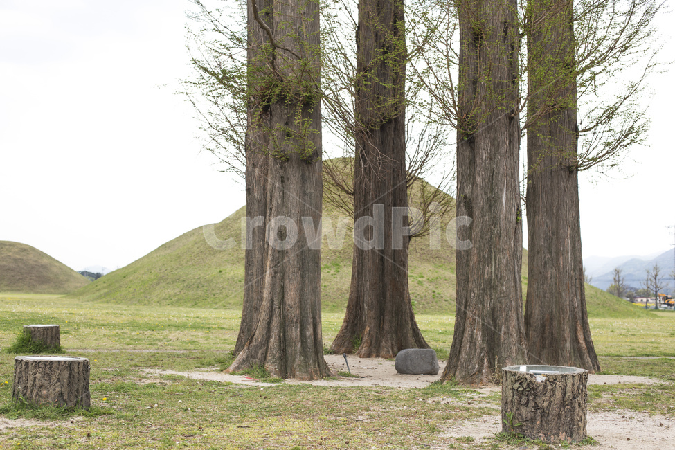 메타쉐콰이어,나무,경주,왕릉,릉,자연,풍경,nature,landscape