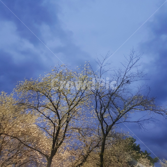 벚꽃,야경,오묘한,하늘,나뭇가지,봄,계절,spring,season,자연,풍경,nature,landscape,tree,나무,plant,식물,outdoors,옥외
