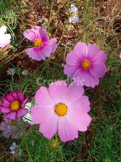코스모스,꽃,plant,flower,commoncosmos,길국화,꽃잎,가을꽃,식물,자연,plants,nature,꽃,flower