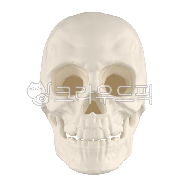 해골, 뼈, 해부학, skeleton, skull, 사진,이미지,일러스트,캘리그라피 - HoodieHoony작가