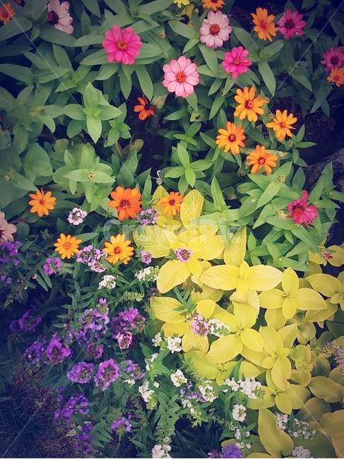 꽃,풀꽃,풀,화단,정원,화분,조경,마당,식물,자연,plants,nature,꽃,flower
