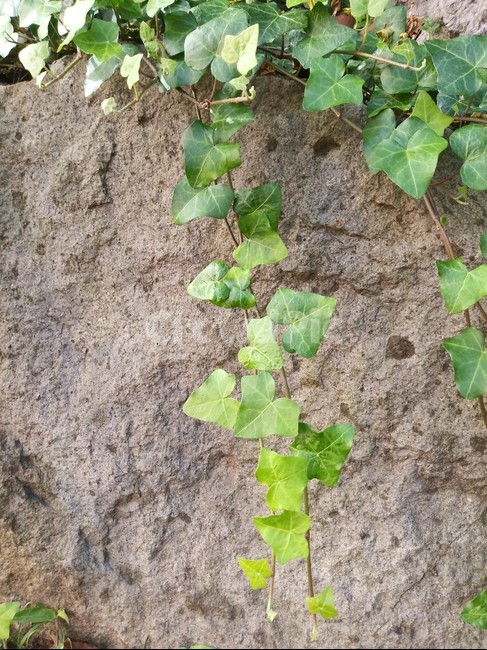 plant,식물,아이비,덩쿨,ivy,식물,자연,plants,nature