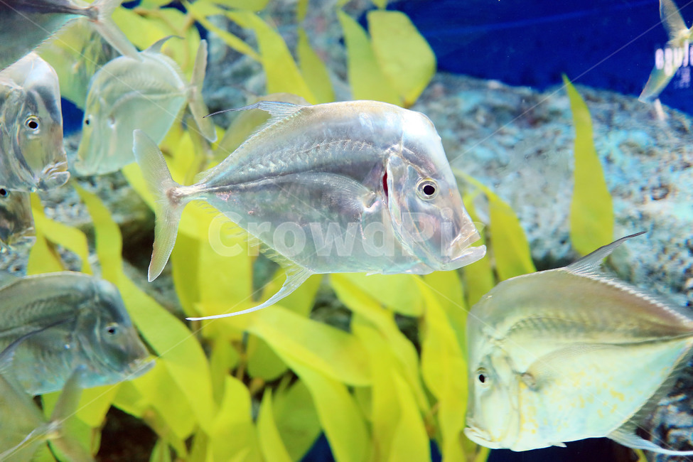 물고기,생선,바다,아쿠아리움,수족관,어류,수중,fish,동물,animal,어류,물고기,fish