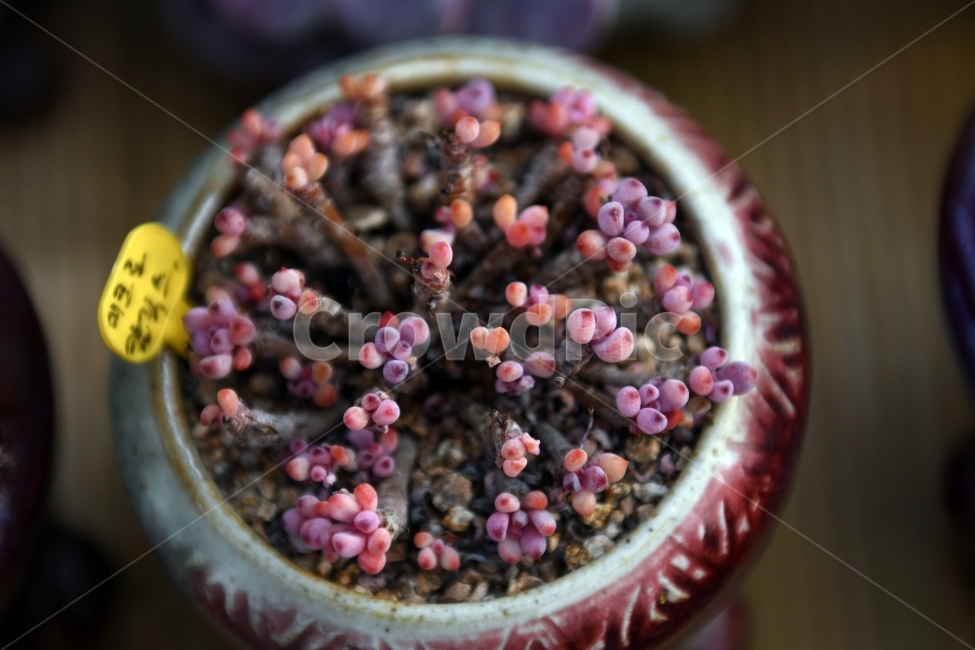 다육이,다육,다육식물,화분,식물,화초,배경,자연,plants,취미,그린,환경,키우기,아름다운,화려한,생명,생활,background,식물,자연,plants,nature