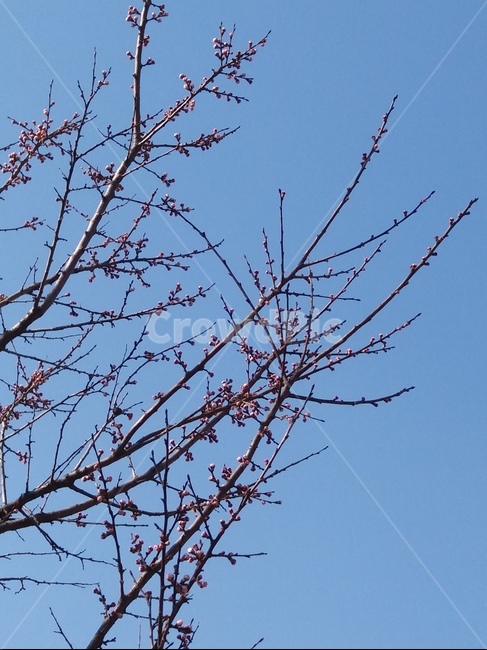 봄,꽃봉오리,벚꽃,시작,분홍,spring,나뭇가지,cherryblossoms,나들이,산책,벚나무,하늘