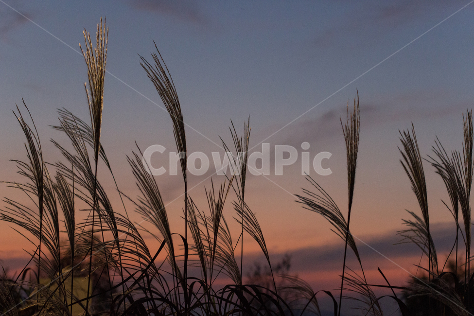 노을,억새,갈대,식물,자연,plant,가을,계절,fall,autumn,season