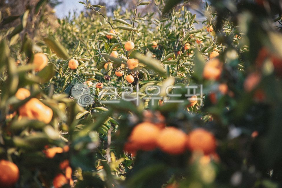 제주,제주도,귤,감귤,노지감귤,주렁주렁,열매,과실,감귤나무,과수원,감귤농장,나무,plant,식물,food,제철과일,음식,과일,fruit,감귤류과일,citrusfruit,과일,열매,fruit
