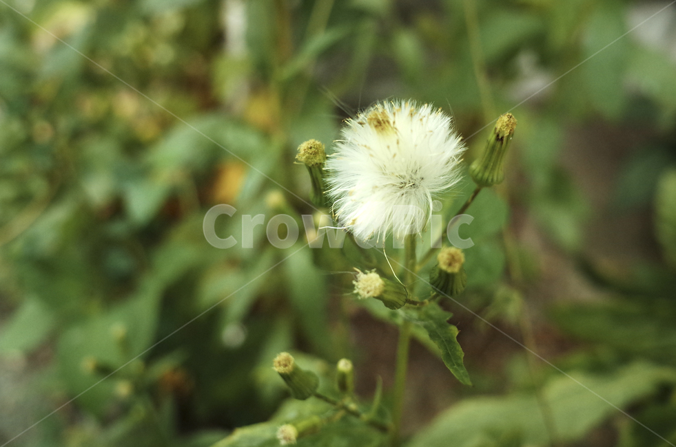 plant,식물,blossom,꽃,flower,leaf,잎,green,초록,녹색,초록색,white,흰색,하양,하얀,민들레,dandelion
