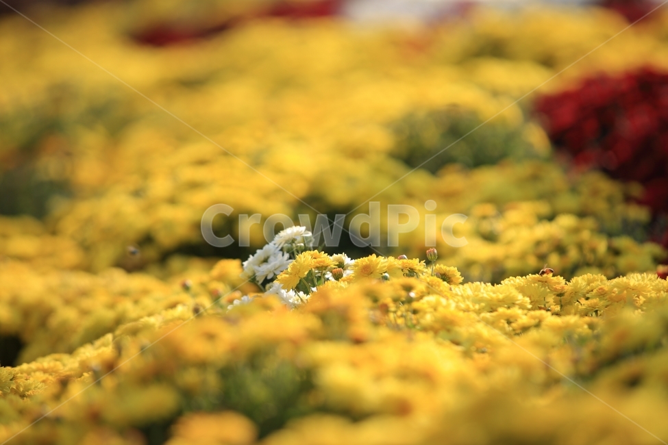 국화,국화축제,꽃,여행,자연,식물,식물,자연,plants,nature,꽃,flower