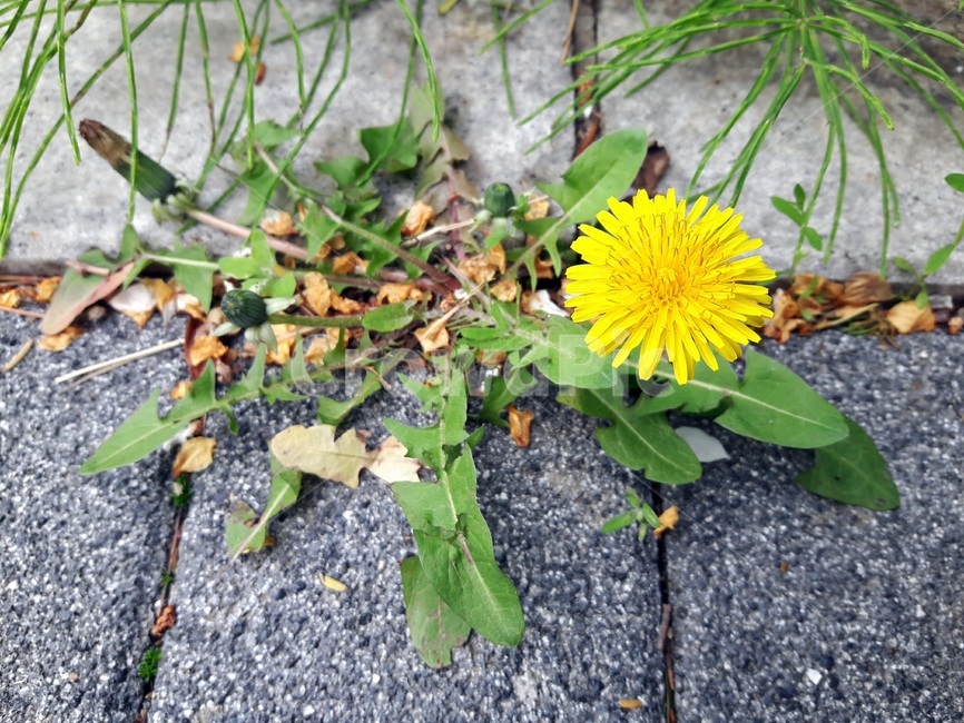 민들레,꽃,길에핀꽃,노란꽃,들꽃,길꽃,민들레꽃,dandelionflower,flower,dandelion,식물,자연,plants,nature,꽃,flower