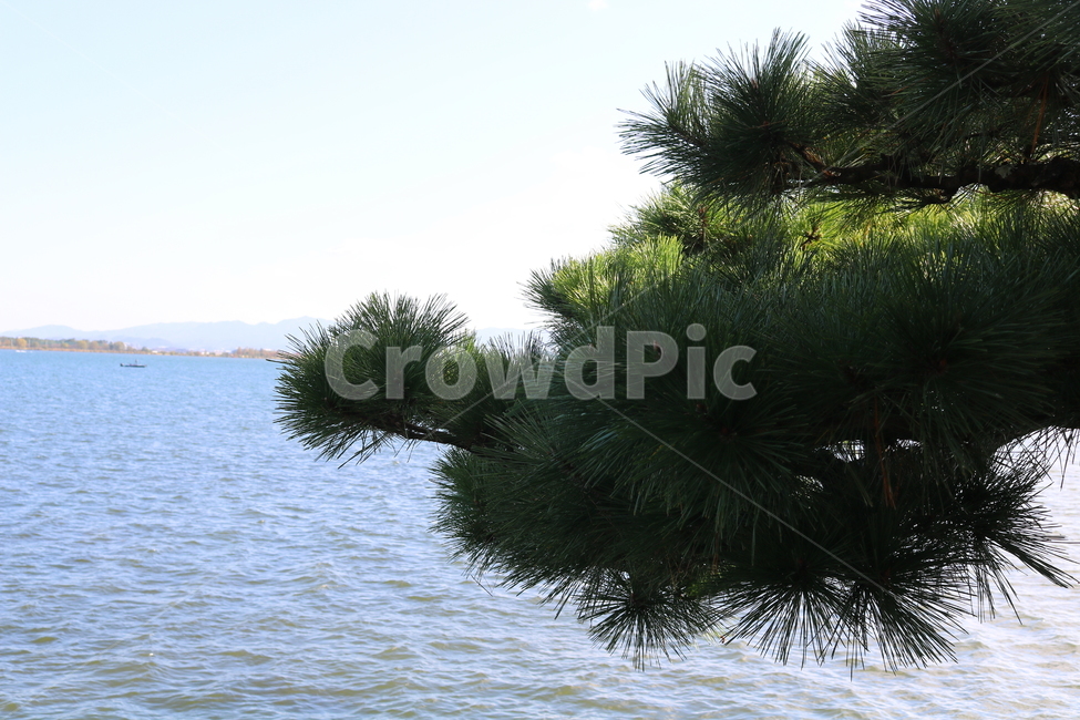 소나무,나무,식물,자연,침엽수,사계절나무,하늘,맑은하늘,호수,강,물,나무,trees,wood