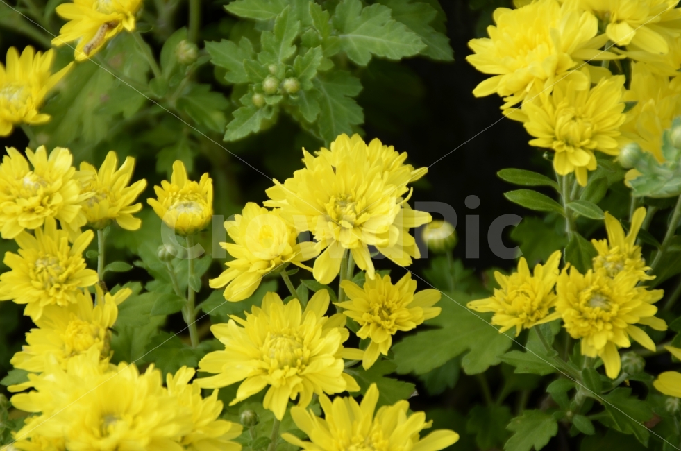 노랑,yellow,꽃잎,미소,꽃송이,식물,자연,plants,nature,꽃,flower